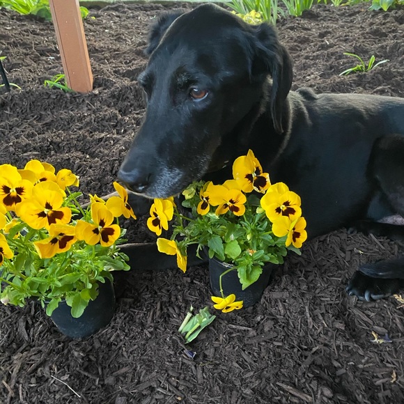 Pet Friendly Home πΆπ± - Picture 16 of 16